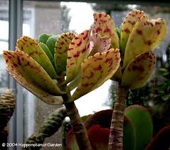 Image result for Kalanchoe marmorata
