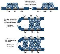 There are five species in this genus. Lambda Phage Wikipedia