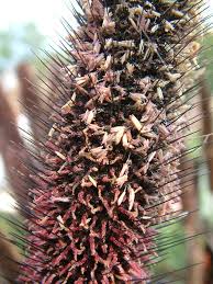 Image result for Cenchrus americanus