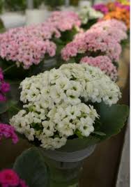 Kalanchoe Blossfeldiana White Flower Means Romance Planten