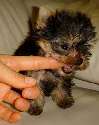 I am all for edgy things but. 5 Dog Breeds That Bite But Are Almost Never Reported Pethelpful