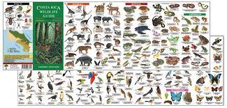 *laughs nervously* *laughs nervously* buzzfeed staff it reads: Costa Rica Wildlife Guide Laminated Foldout Pocket Field Guide English And Spanish Edition Rainforest Publications Amazon De Bucher