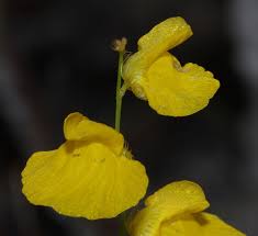 Image result for Utricularia simulans