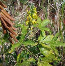 Image result for Crotalaria torrei