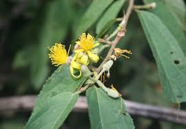 Image result for Grewia olukondae