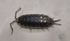 Weitere Asseln Aus Spanien Asseln Isopoda Zag Wirbellose E V Animals Insects