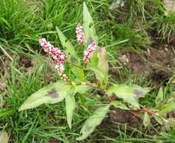 Click on a link or image below to view the complete guide. Quiz On Annual Garden Weeds Recognition And Identification