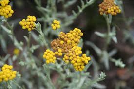Image result for Helichrysum nitens
