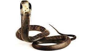 What cooler than an albino cobra. How King Cobra Maintains Its Reign The New York Times