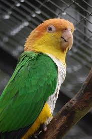 Questions answered every 9 seconds. White Bellied Caique Zoochat