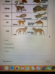 Was the iconic, extinct creature that once roamed australia a marsupial wolf or a tasmanian tiger? Solved Based On What We Learned About The Taxonomic Group Chegg Com