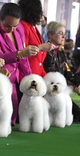 The westminster kennel club describes the breed as a a hunter of hare, antelope, and wild boar. Photos Pups Groomed For Success At Westminster Dog Show