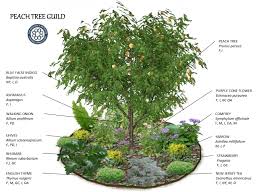 Registration The Resiliency Institute Fruit Tree Garden Permaculture Gardening Food Forest Garden