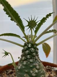Image result for Dorstenia