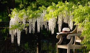 Shoppers saved an average of $100+ w. Alan Titchmarsh Tips On Growing Wisteria Express Co Uk