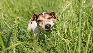 The Dog Eats Grass What Does This Mean Dr Sam Your Online Vet