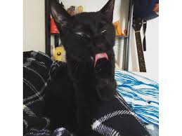 The cost for cat cremation is relatively cheaper than the average price for cremation of dogs simply because the latter is a bigger creature. Cost Of Keeping A Cat In Tokyo Tokyo Cheapo