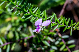 Image result for Polygala gazensis