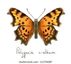 Image result for Polygonia c-album