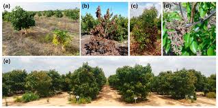 Yes, avocados could be grown commercially in s europe. Plants Free Full Text Management Of Verticillium Wilt Of Avocado Using Tolerant Rootstocks Html