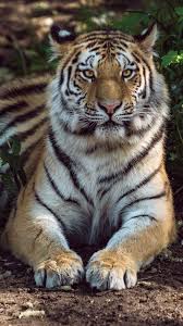 Muchatseble Big Cats Cat Aesthetic Animals Beautiful