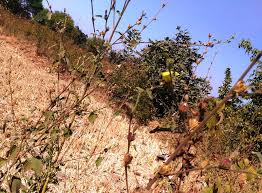 Image result for Hibiscus panduriformis