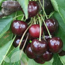 We did not find results for: Cherry Garden Bing Fruit Trees For Sale