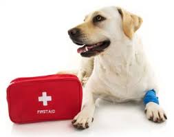 Aid animal hospital phone number. Dog Or Cat Medical Emergencies Schoodic Animal Hospital