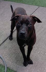 Apply to pet sitter, dog walker, veterinary receptionist and more! 0isusct2tb7i M