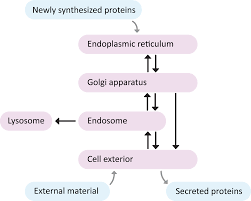 Solved: Which Of The Following Is Not Part Of The Endomembrane System?  Endoplasmic Reticulum Lysos [Biology]
