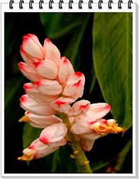 Hundratals arter av tropiska blommor odlas på hawaii, vardera med minst två eller tre vanliga eller botaniska namn. An Astounding List Of Hawaiian Flowers With Names And Pictures Gardenerdy