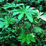 Image result for Musanga