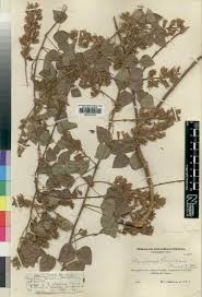 Image result for Rhynchosia caribaea