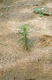 Image result for Polycarpaea corymbosa