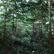 Image result for Terminalia superba