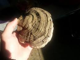Image result for Ganoderma applanatum