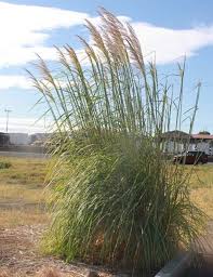 This is the newest place to search, delivering top results from across the web. Washington State Noxious Weed Control Board
