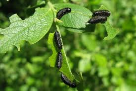 Ramorum, principal hosts such as camellia, rhododendron and viburnum for example. Viburnum Beetle Rhs Gardening