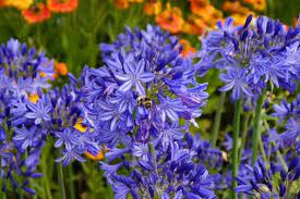 Agapanthus Northern Star Lily Of The Nile Northern Star African Lily Northern Star Blue Flower Purple Flower African Lily Agapanthus Purple Flowers
