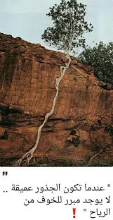 صورة معبرة Amazing Nature Nature Tree Nature Photography