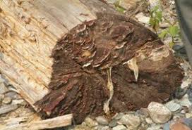 Image result for Phellinus gilvus