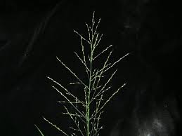 Image result for Arundinella nepalensis