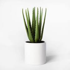 1 place a pot 2 use ceiba seed on pot 3 remove seed 4 remove pot i have. The 7 Best Artificial Plants Of 2021