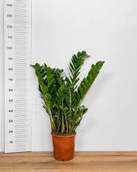 Image result for Zamiokulkas Zamioculcas