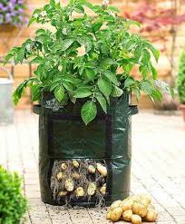 Mempercepat proses pertumbuhan benih, meningkatkan ketahanan bibit terhadap penyakit. Jual Potato Planter Kantong Khusus Untuk Menanam Umbi Umbian Seperti Kentang Ubi Jalar Dll Tapi Dengan Lahan Terbatas Di Lapak Papa Uling Shop Bukalapak