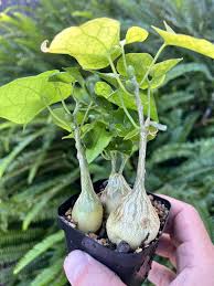 Image result for Pyrenacantha