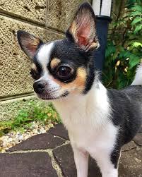 We did not find results for: Funny Chihuahua Profile Pictures Pets Lovers