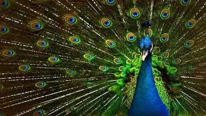 اسمه العربي الطاووس والاسم الانجليزي للطاووس peacock وهذا هو الاسم المنتشر للطاووس على الرغم من هذا الاسم يطلق على ذكر الطاووس وانثى الطاووس تسمى. Ø§ÙƒØªØ´Ø§Ù Ø³Ø± Ø°ÙŠÙ„ Ø§Ù„Ø·Ø§ÙˆÙˆØ³ Ø§Ù„Ø®Ø§Ø·Ù Ù„Ù„Ø£Ù†Ø¸Ø§Ø± Rt Arabic