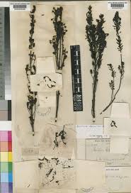 Image result for Hedbergia
