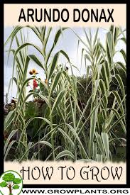 Image result for Arundo donax